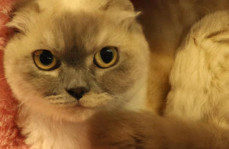 恵庭で猫ちゃんと一緒に過ごそう！理想の家がここにある！