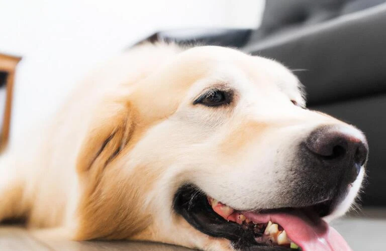 大型犬と快適に暮らすための賃貸マンション、見つけました！